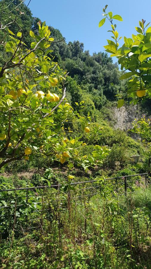 La Casa Dei Limoni Hotel Monterosso al Mare Kültér fotó