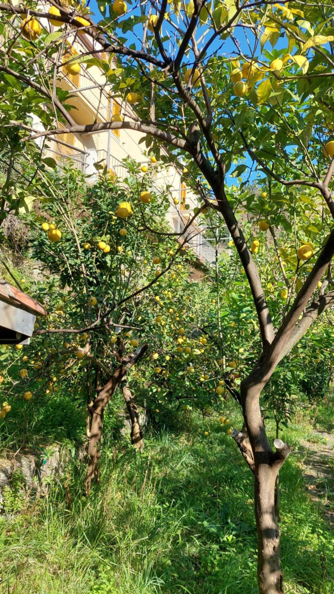 La Casa Dei Limoni Hotel Monterosso al Mare Kültér fotó