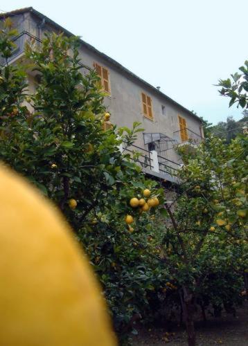 La Casa Dei Limoni Hotel Monterosso al Mare Kültér fotó